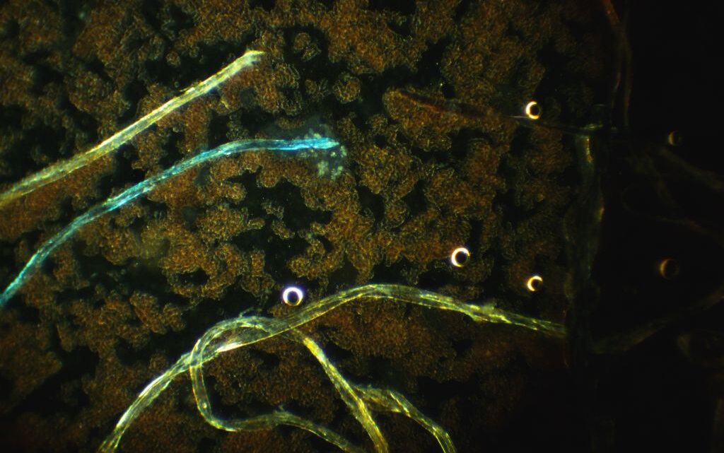 2311876c163bc8f0773832c77f03db3b 7 3 2