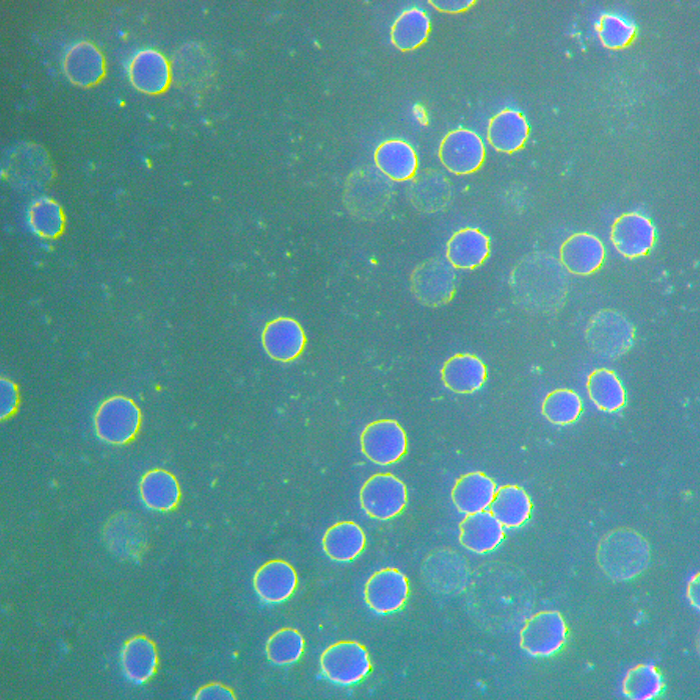 after meditation darkfield microscopy life under the lens