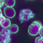 The Ballet of Immunity