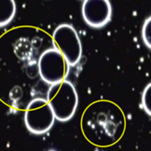 Fermentation in Plasma