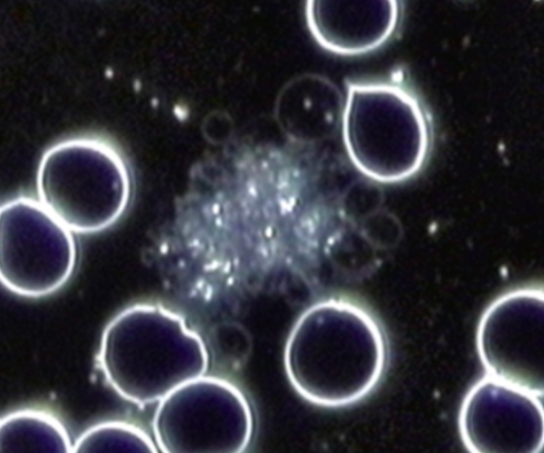 Fermentation on Thrombocytes